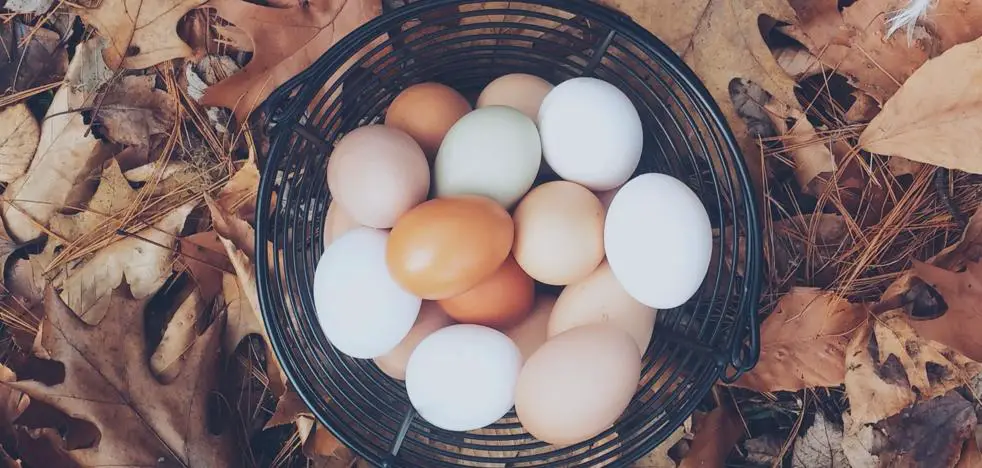 Huevos de gallinas camperas un nuevo elixir de juventud fuente