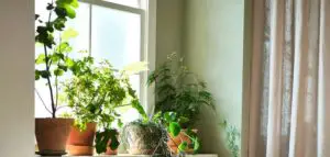 Mini plantas la tendencia de decoracion de otono que triunfara