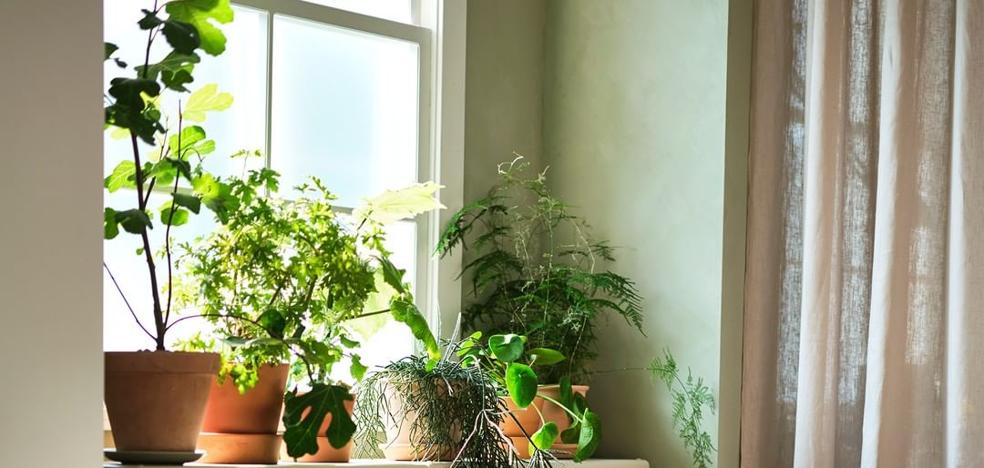 Mini plantas la tendencia de decoracion de otono que triunfara