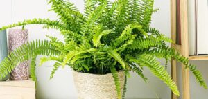 Boston Ferns una planta con una historia que limpia el