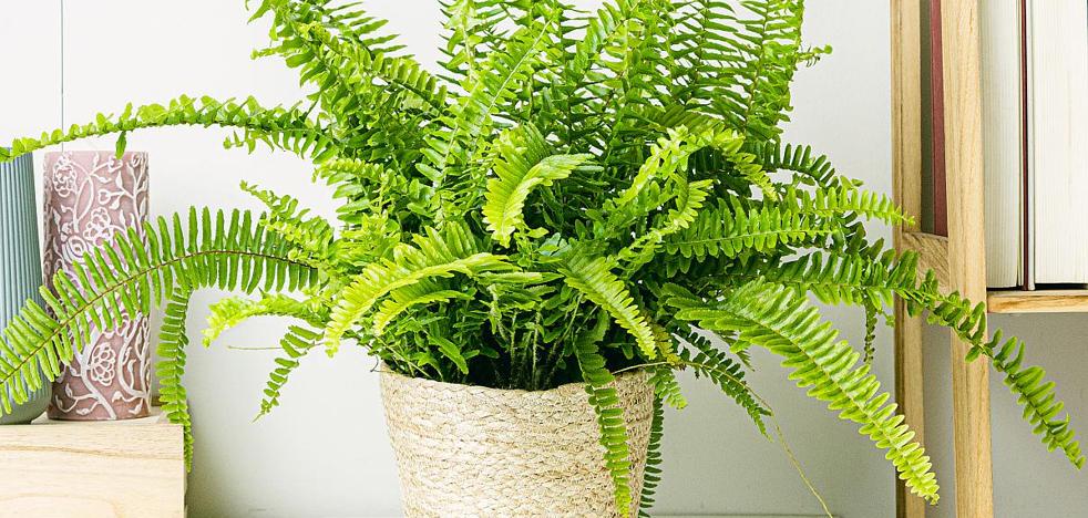 Boston Ferns una planta con una historia que limpia el