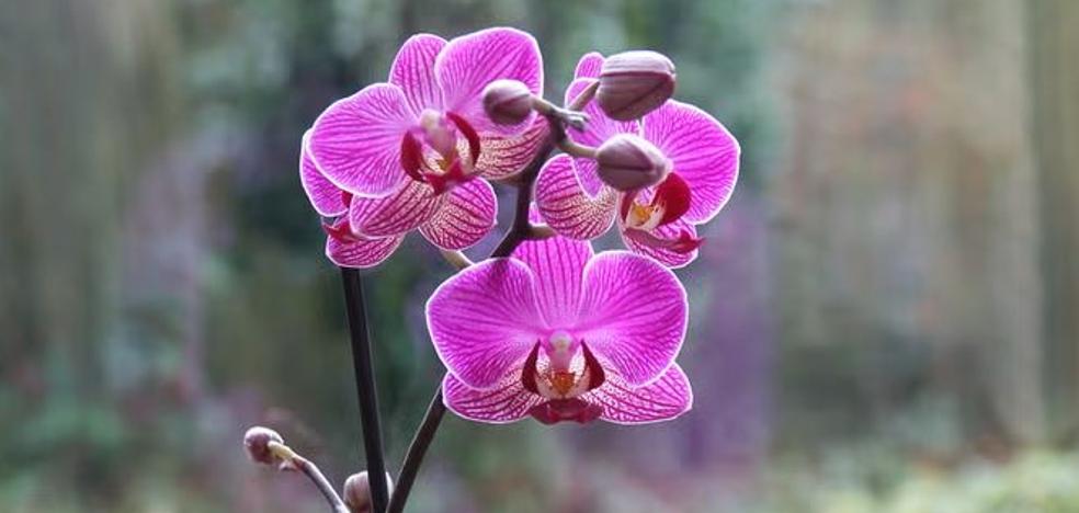 Como cuidar sus orquideas para que las flores dure mas