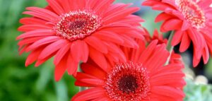 Gerbera La Margarita Africano Resistente al sol y muy facil