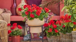 Rey Geranium que promete flores con un cuidado muy facil